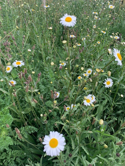 Flower Meadow (Geranium + Neroli + Lavender)